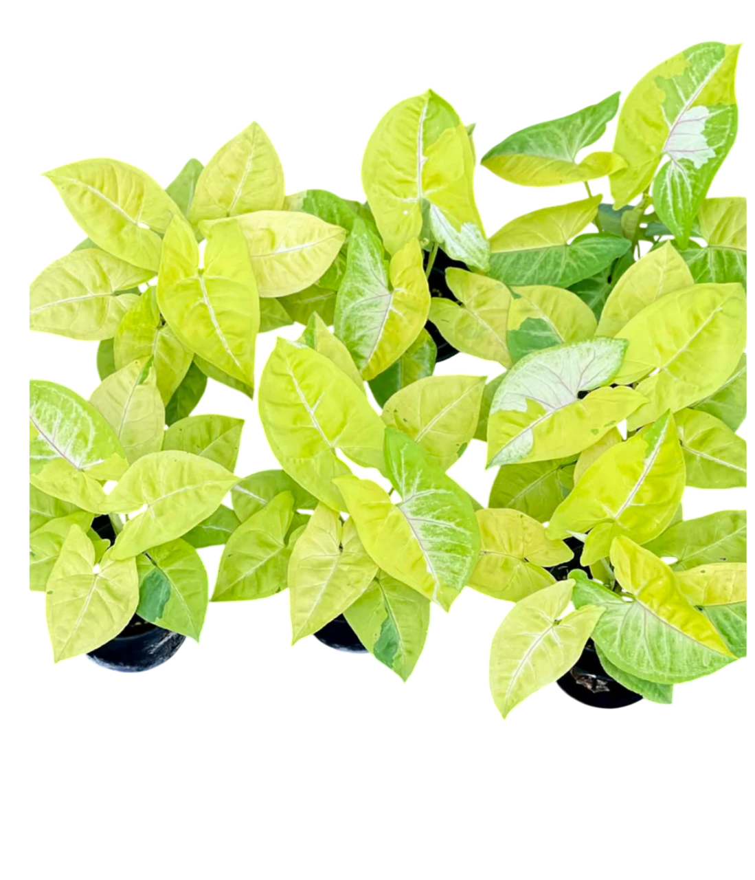 Syngonium lemon lime (Set of 3 plants )