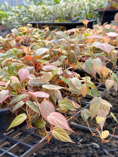 Philodendron Micans Pink mint – Set of 10 Pots (1 Pot Includes 2 Plants)